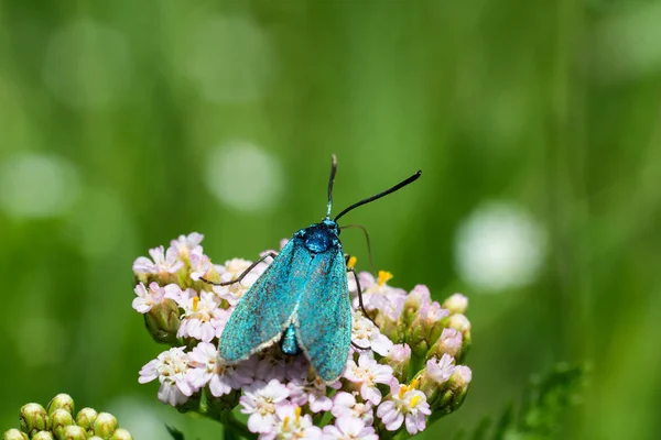花の花 Blured 背景とマクロ写真に素敵な青い蝶 — ストック写真