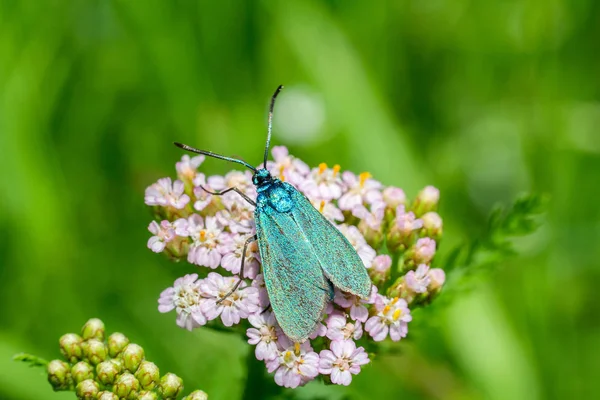 花の花 Blured 背景とマクロ写真に素敵な青い蝶 — ストック写真