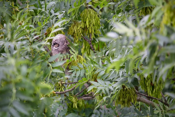 Liten Uggla Sitter Lämnar Tree Crown Från Upp — Stockfoto