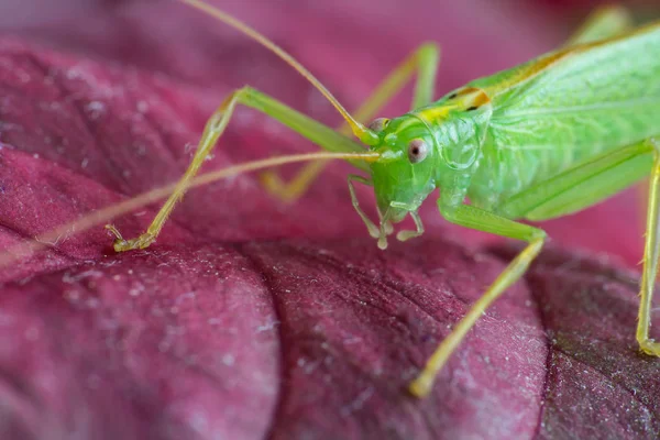 Great Green Grasshopper Red Leave Macro — Stock Photo, Image