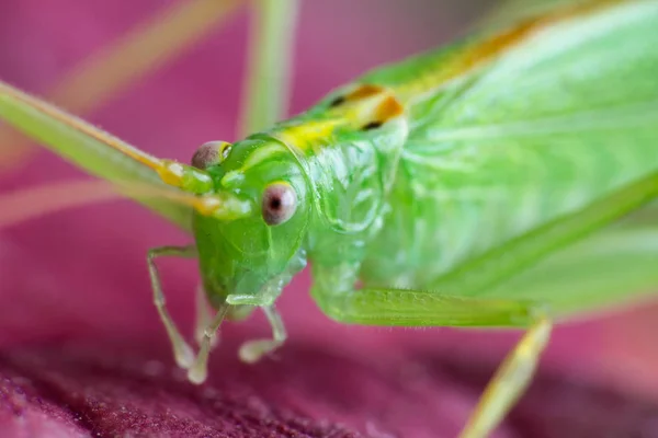 Great Green Grasshopper Red Leave Macro Photo — Stock Photo, Image