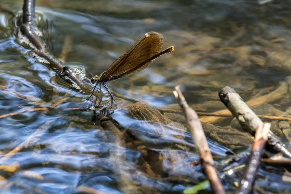 Dragonfly Σταθεί Μικρό Κλάδο Για Νερό — Φωτογραφία Αρχείου