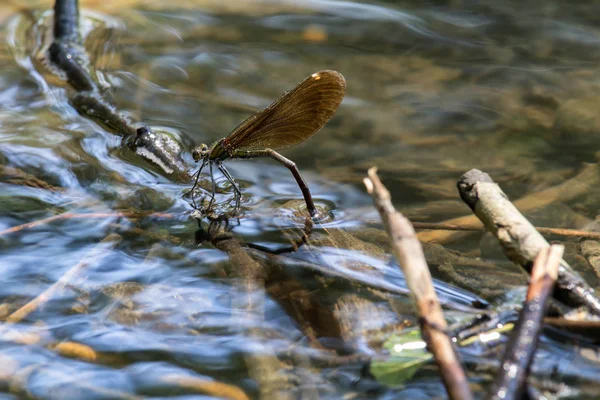 Dragonfly Lägga Ägg Vatten Närbild Foto — Stockfoto