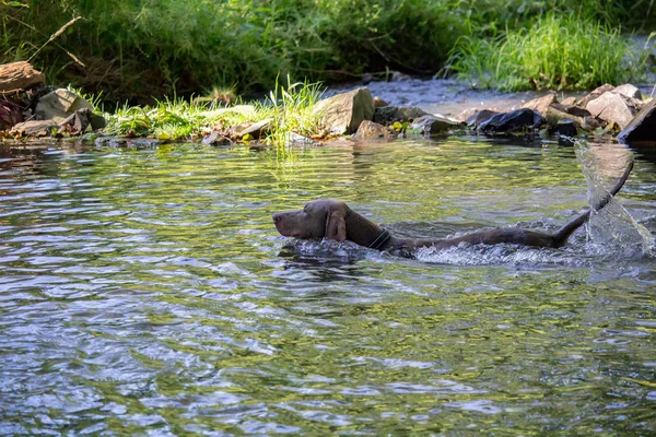 Σταυρός Weimaraner Κολυμπούν Στο Νερό Πέτρες — Φωτογραφία Αρχείου