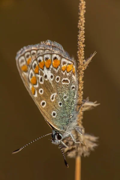 Plebejus 幹の上に小さな銀をちりばめた青い蝶座るアーガス — ストック写真
