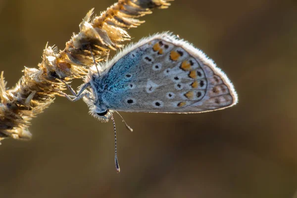 乾いた草 Plebejus の上に小さな銀をちりばめた青い蝶座るアーガス マクロ — ストック写真