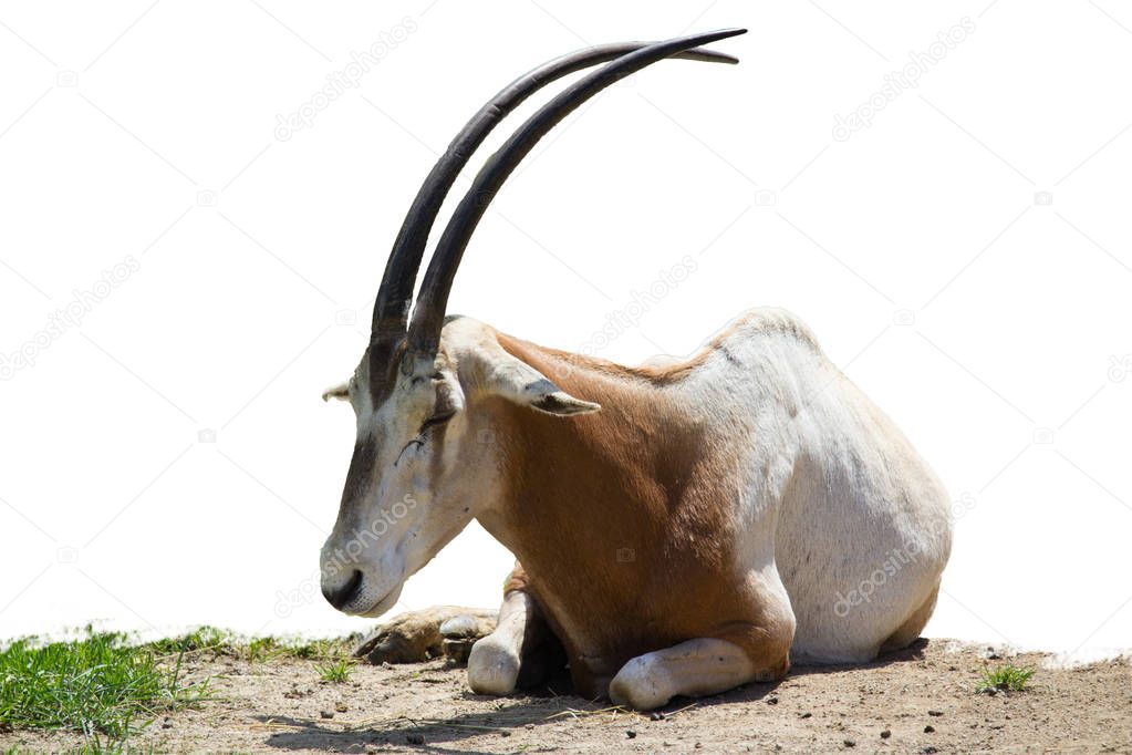 Scimitar oryx lying on grass ground isolated on white background