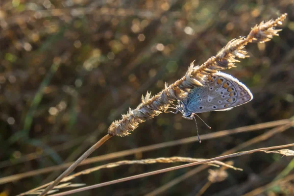 Невеликий Синій Метелик Срібному Кольорі Сидить Сухій Траві Аргумент Плебею — стокове фото