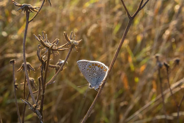 Plebejus の芝生の上に小さな銀をちりばめた青い蝶座るアーガス — ストック写真