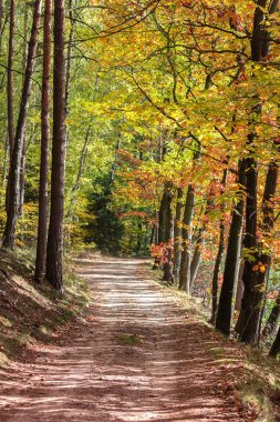 Yol, Çek manzara ile sonbahar renkli ağaçlar