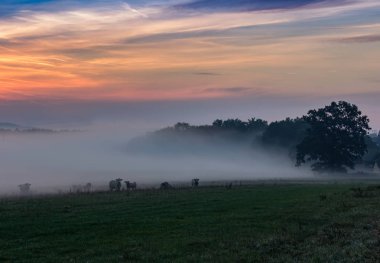 Sabah sisli sis inek ayakta sürüsü