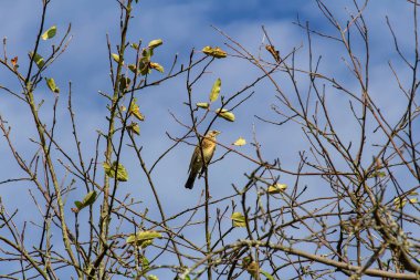 Kuş brach mavi gökyüzü ile oturmak