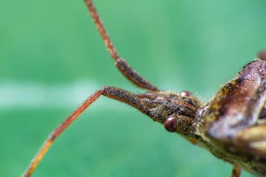 Mevsimlik arka plan ile küçük böcek makro fotoğraf