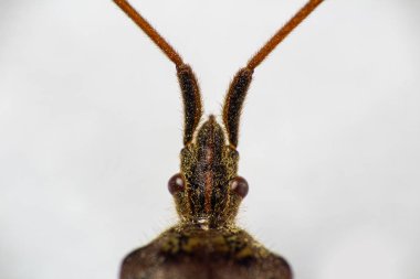 Küçük böceğin üzerine beyaz izole makro fotoğraf