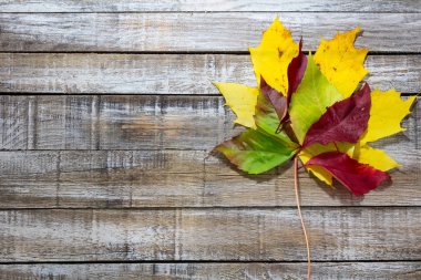 Beyaz tahta arka plan üzerinde renkli sonbahar bırak