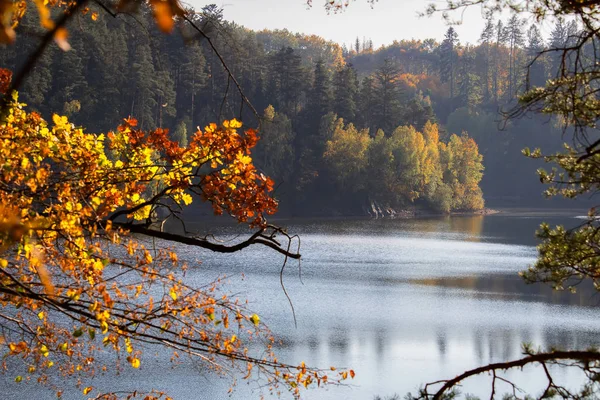 Höstens Färgglada Träd Genom Filial Dammen Rimov Tjeckiska Landskapet — Stockfoto