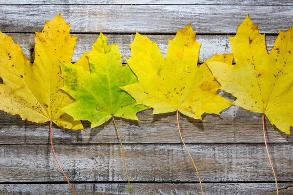 Four yellow maple autumn leave on white wood background