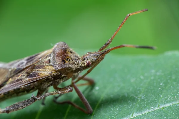 Macro Foto Pequeño Insecto Licencia Verde —  Fotos de Stock