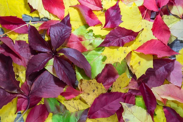 Textur Der Bunten Herbstblätter Auf Weißem Holz Hintergrund — Stockfoto