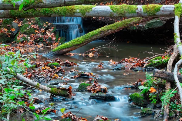 Piccolo Corso Acqua Nella Foresta Con Acqua Sfocata Lunga Esposizione — Foto Stock