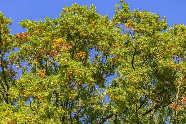 Schöne Bunte Herbstbaumkrone Mit Blauem Himmel — Stockfoto