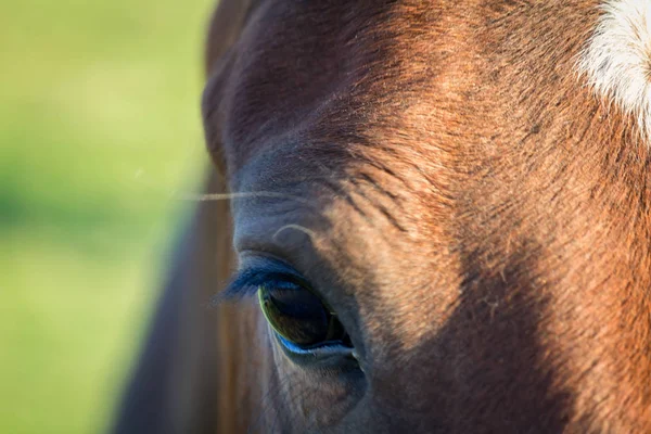 Detail Horse Eye Blured Background — Stock Photo, Image