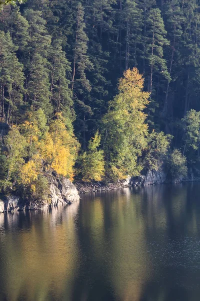 Detail Van Donkere Bomen Met Kleurrijke Bladeren Tsjechische Landschap — Stockfoto