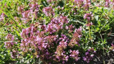 Arılar üzerinde mor çiçek çiçek