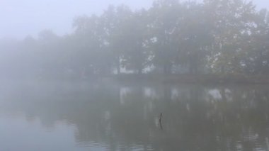 Kuşlar sisli hava gölet üzerinde uçmak.