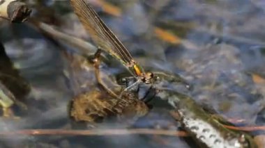 Yusufçuk su altında yumurta