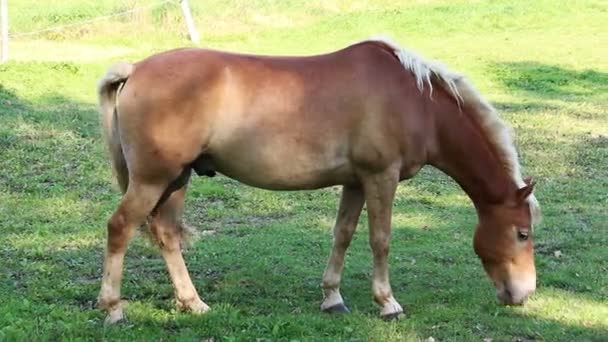 Cheval brun mangeant de l'herbe de côté 