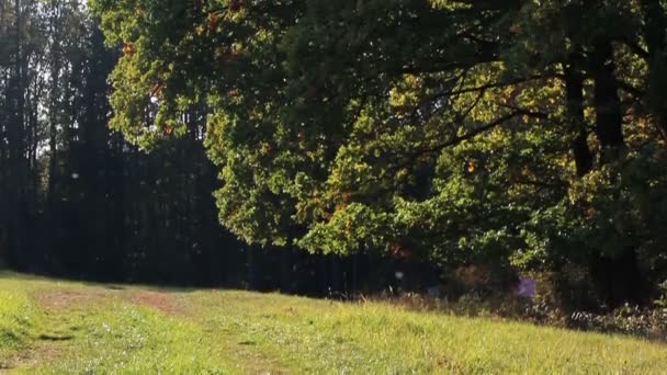 Herbstbaum Blickt Vom Gras Den Himmel — Stockvideo