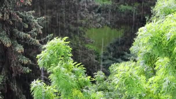 Проливной Дождь Коронах Деревьев — стоковое видео