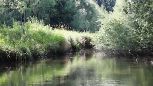 Zeitraffer Auf Kleinem Fluss Tschechische Landschaft — Stockvideo