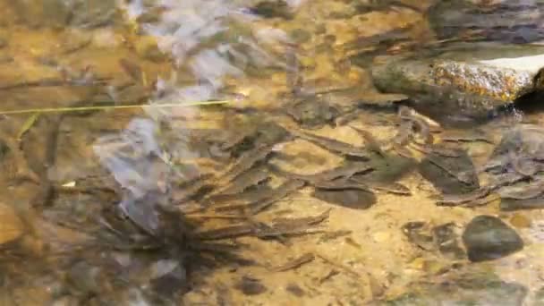 Μικρά Ψάρια Στο Νερό Του Ποταμού — Αρχείο Βίντεο