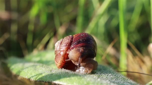 Piccola Lumaca Sporgere Dal Guscio — Video Stock