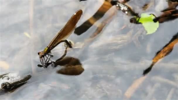 Dragonfly Lay Eggs Water — Stock Video