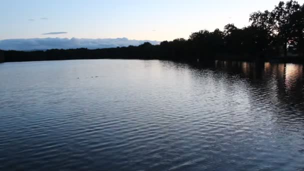 Silhouette Anas Platyrhynchos Auf Teich Sonnenuntergang — Stockvideo