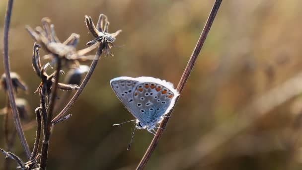 Маленькая Бабочка Сидит Синяя Серебряным Шипом Plebejus Argus — стоковое видео