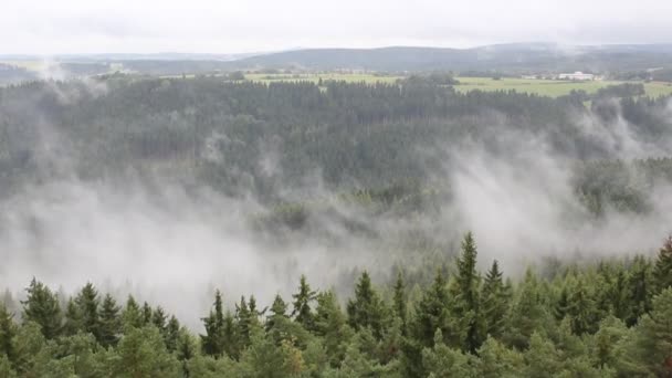 Дождевой Туман Деревьях Чешский Пейзаж — стоковое видео