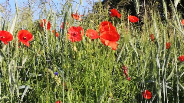 Abeja Sobre Flor Roja Papaver Rhoeas — Vídeo de stock