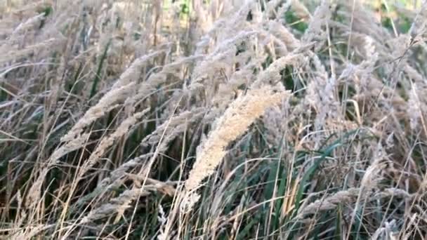 Hohes Gras Auf Schöner Wiese — Stockvideo