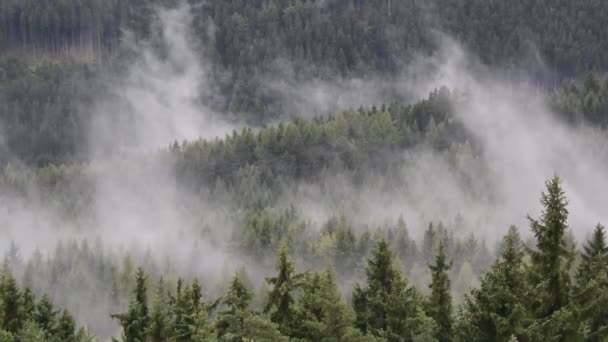 Regniga Dimma Träd Nära Upp Tjeckiska Landskap — Stockvideo