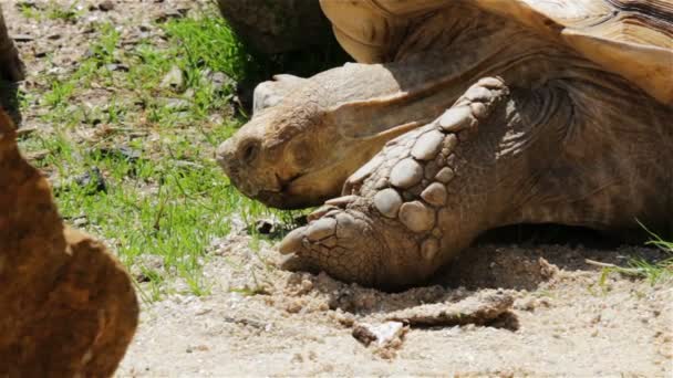 Grote Afrikaanse Gestimuleerd Schildpad Detail Hoofd — Stockvideo