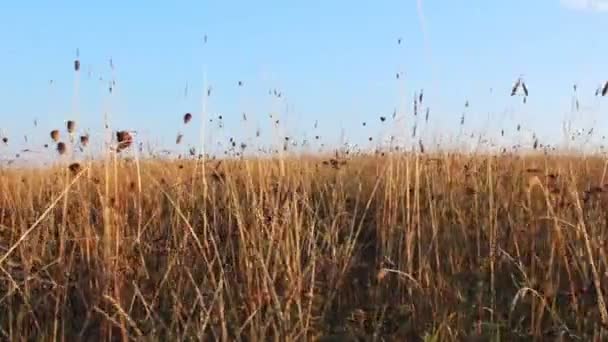 Hoog Droog Gras Met Sky — Stockvideo