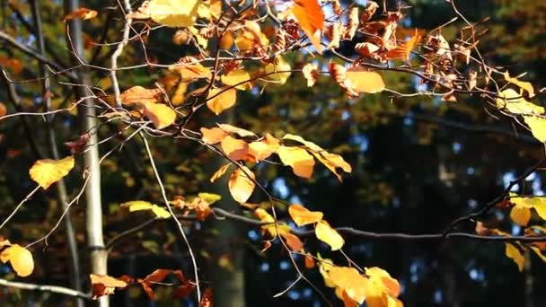 Zlaté Barevné Podzimní Listí Větvích — Stock video