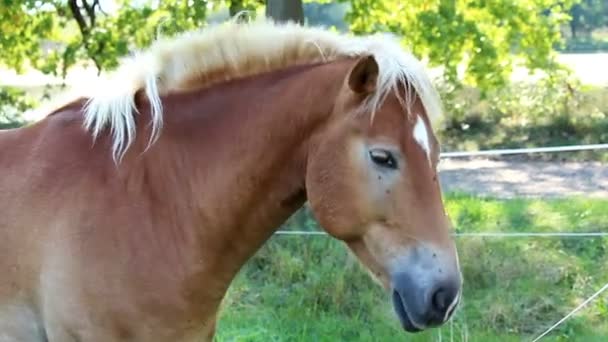 頭の茶色の馬の肖像画を振る — ストック動画
