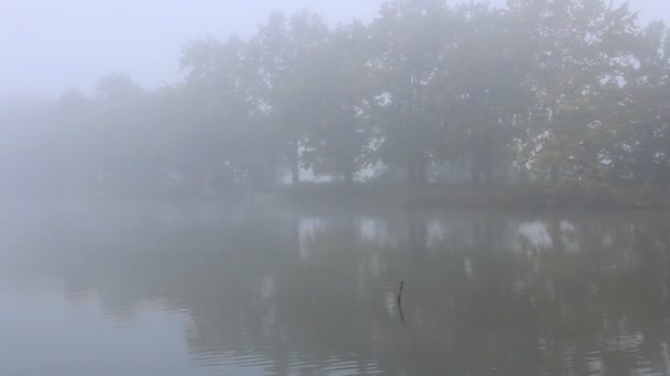 Vogels Vliegen Bij Mistig Weer Vijvers — Stockvideo