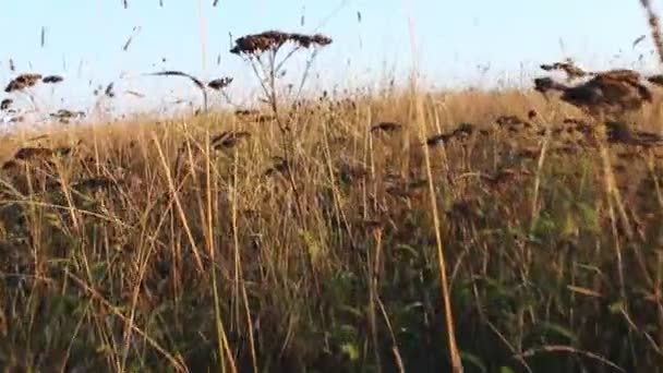 Maak Een Wandeling Door Hoog Droog Gras — Stockvideo