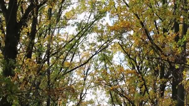 tunnel des arbres d'automne, regarder du ciel au sol 